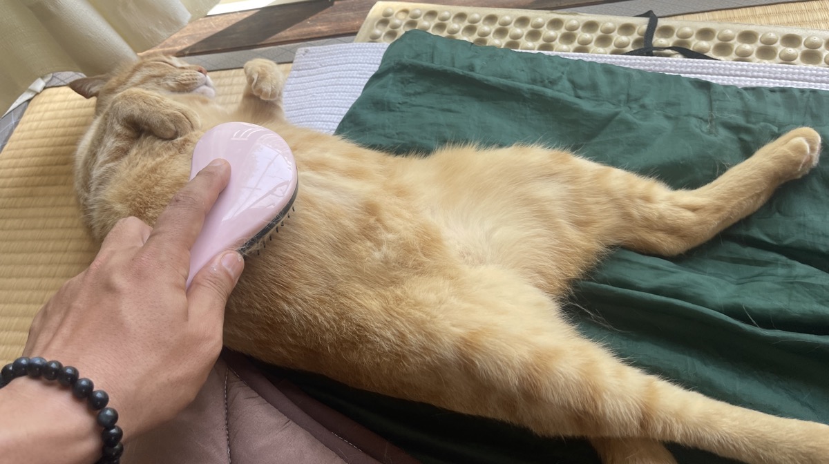 暑い日に畳の上でブラッシングされる茶トラ猫